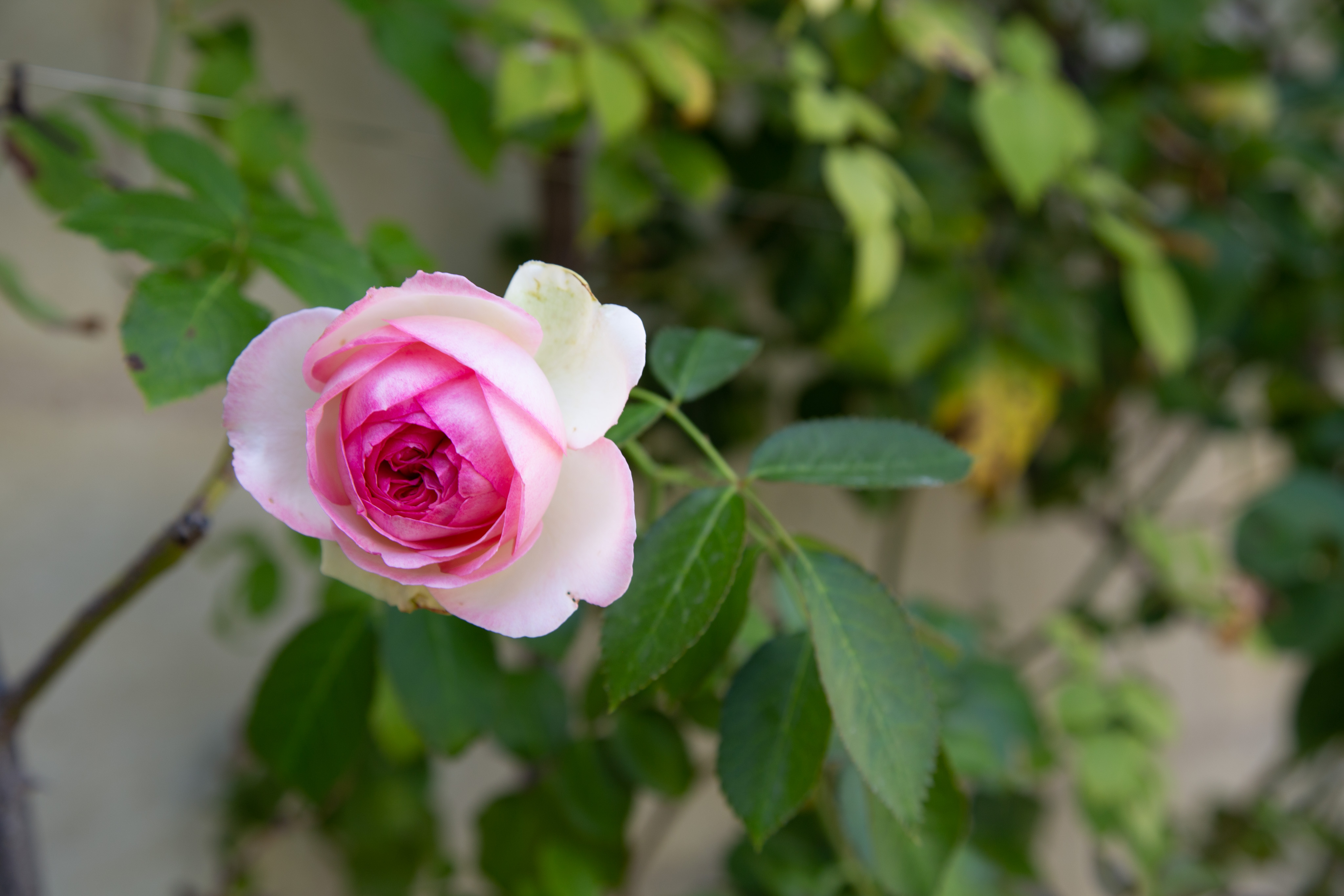 IMG_5903.CR2