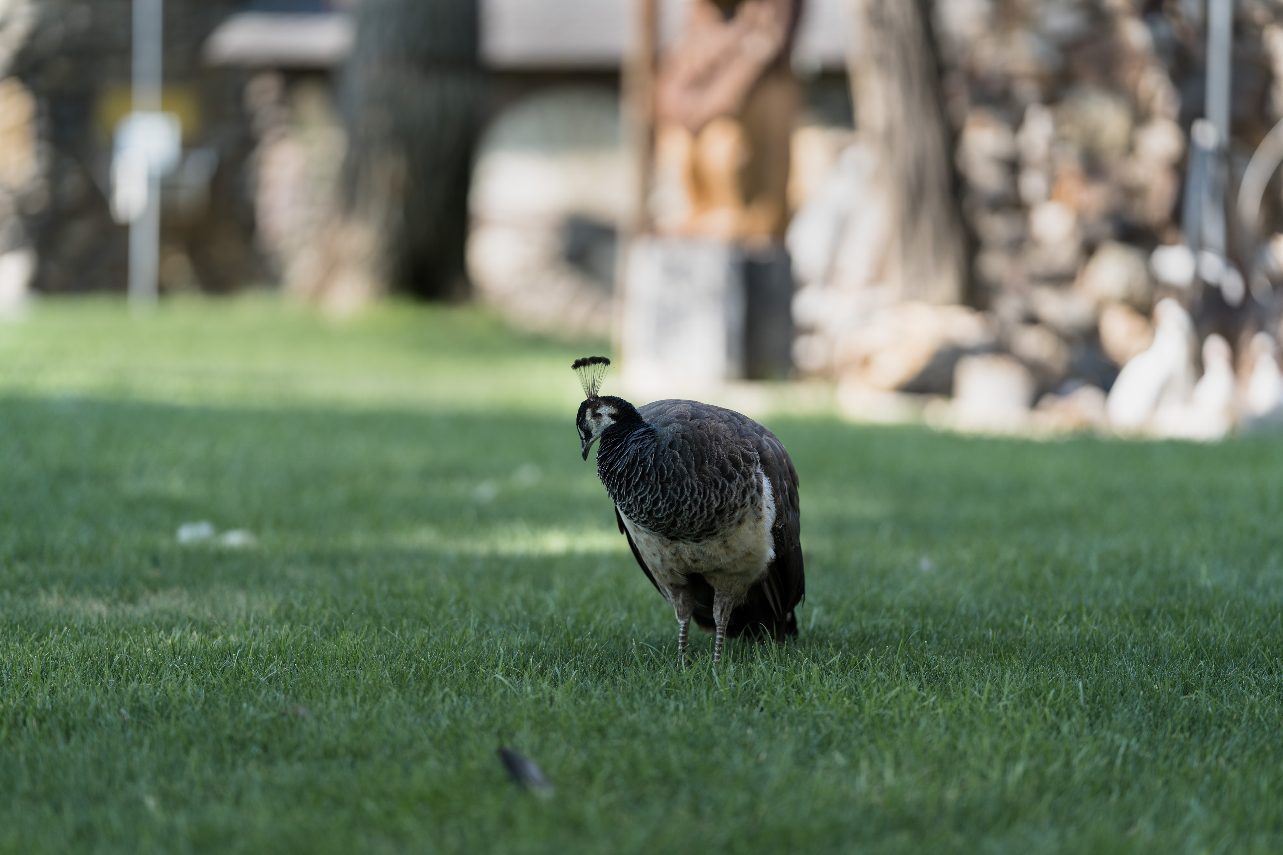 _DSC1699.ARW